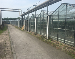 Horticultural Development