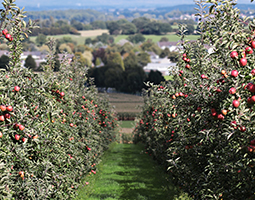 Orchard Planting