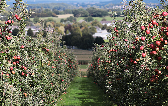 Orchard Planting